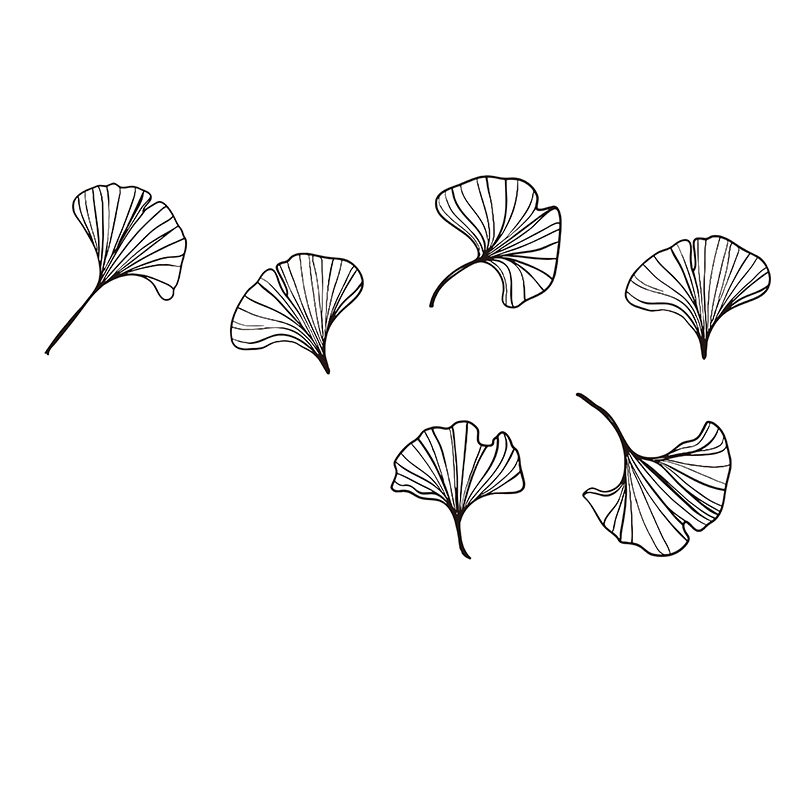 ndan büyük 6'lı paket Ginkgo y - Monstera Thai Constellation incelemesi ve fiyatı